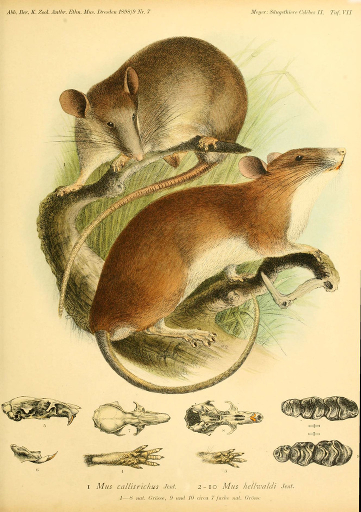Sulawesi Rats