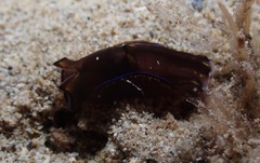 Cephalaspidea