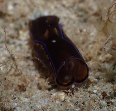 Cephalaspidea