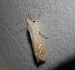 Cucullia hutchinsoni