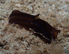 Cephalaspidea