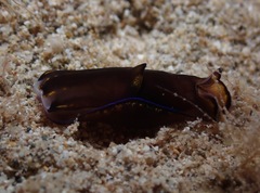 Cephalaspidea