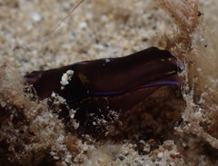 Cephalaspidea