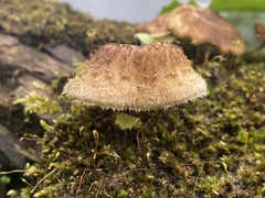Fungi