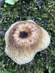 Fungi