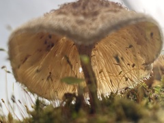 Fungi
