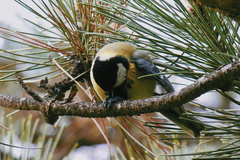 Parus major