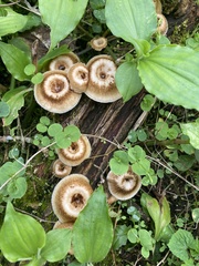 Fungi