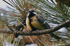 Parus major