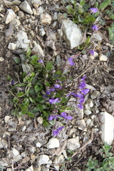 Viola pyrenaica