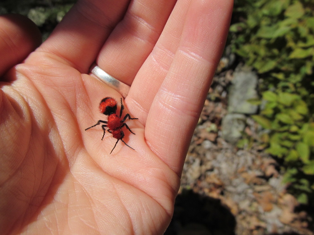 Red Velvet Ant Gtm Research Reserve Arthropod Guide · Inaturalist 