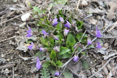Viola pyrenaica
