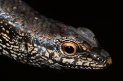 Panaspis breviceps