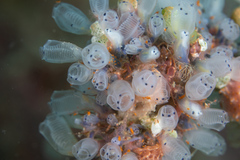 Clavelina moluccensis
