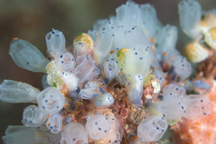 Clavelina moluccensis