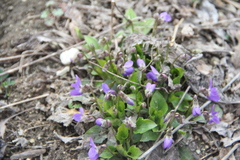 Viola pyrenaica