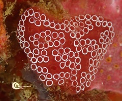 Distaplia bermudensis