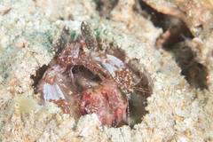 Lysiosquillina maculata