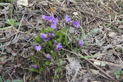 Viola pyrenaica
