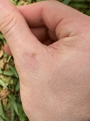 Hamatophylus guttulosus