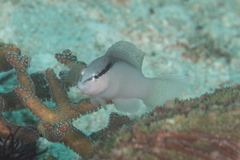 Pseudochromis perspicillatus