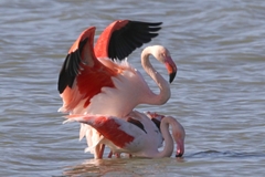 Phoenicopterus roseus