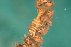 Pontonides ankeri