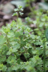 Veronica triloba
