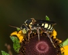 Daisy Nomad Bee - Photo (c) Royal Tyler, some rights reserved (CC BY-NC-SA), uploaded by Royal Tyler