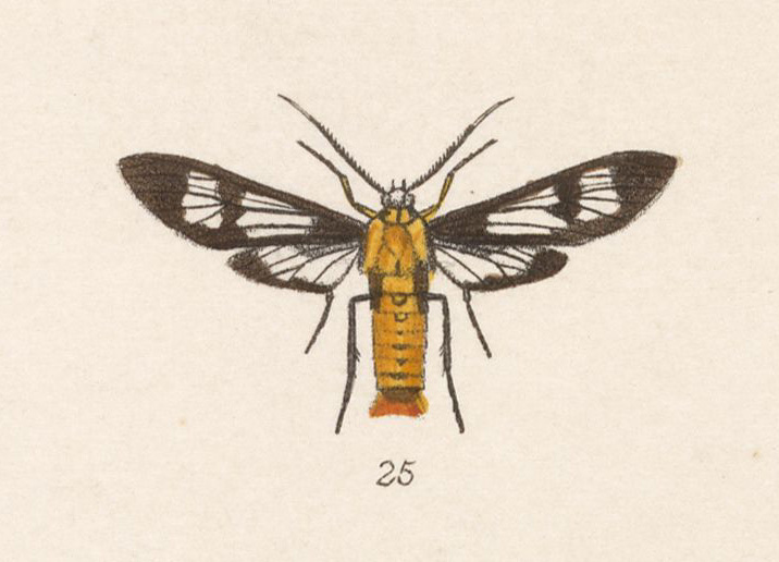 Phoenicoprocta lydia