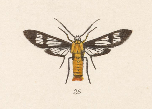 Phoenicoprocta lydia