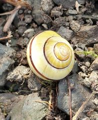 Cepaea nemoralis