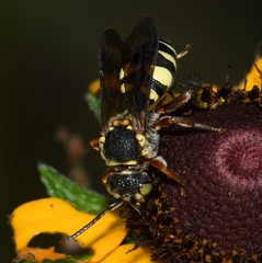 Nomada erigeronis