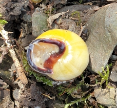 Cepaea nemoralis
