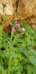 Carduus argentatus
