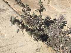 Forsskaolea tenacissima