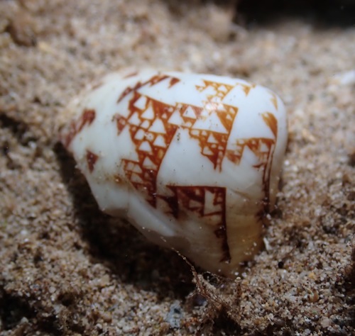Lioconcha hieroglyphica observed 2022-04-11