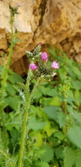 Carduus argentatus