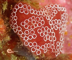 Distaplia bermudensis