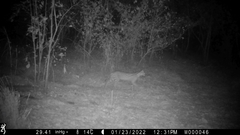 Leptailurus serval constantina