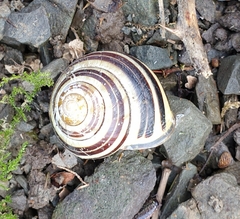Cepaea nemoralis