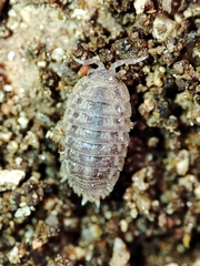Agabiformius lentus