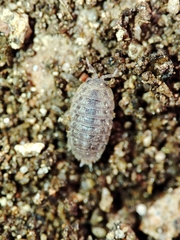 Agabiformius lentus