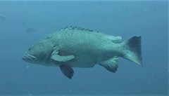 Epinephelus lanceolatus