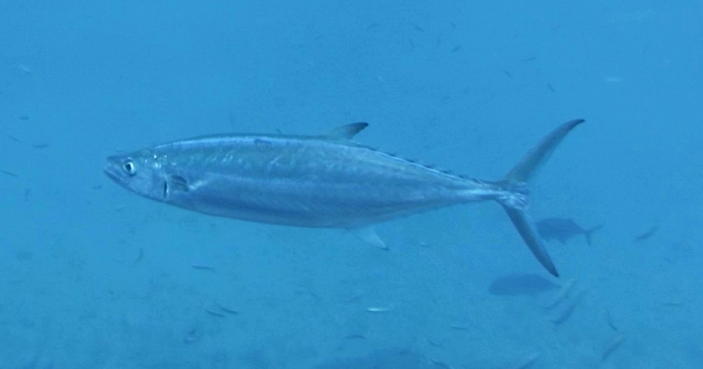 Broadbarred mackerel (Scomberomorus semifasciatus) — Scombridae