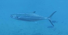 Grey Mackerel photo 2