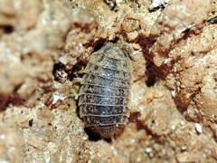 Agabiformius lentus