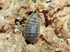 Agabiformius lentus