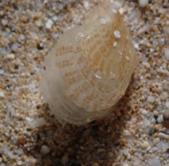 Isognomon perna