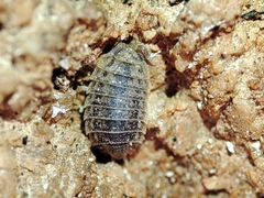 Agabiformius lentus